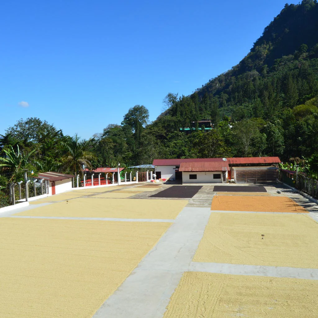 Guatemala Los Pinos - Special Edition 250g - Image 3